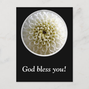 Cartão Postal White Dahlia Close-up