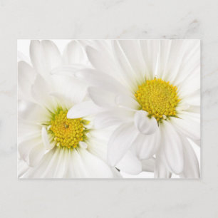 Cartão Postal White Daisies - Modelo personalizada da margarida