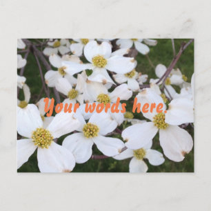 Cartão Postal White Dogwood Flor Suas Palavras Cartões-postais