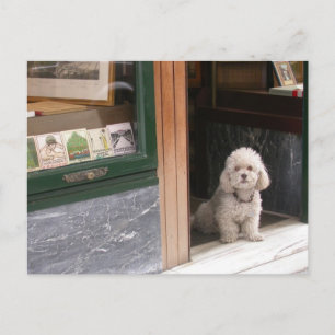 Cartão Postal White Dwarf Poodle