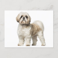 White E Tan Shih Tzu Puppy Dog