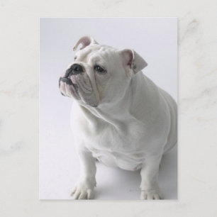 Cartão Postal White English Bulldog sentado em estúdio,