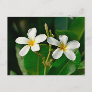 Cartão Postal White Frangipani