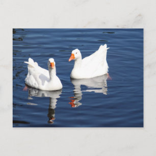 Cartão Postal White Geese 9598