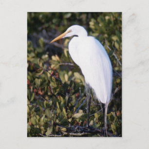 Cartão Postal White Heron