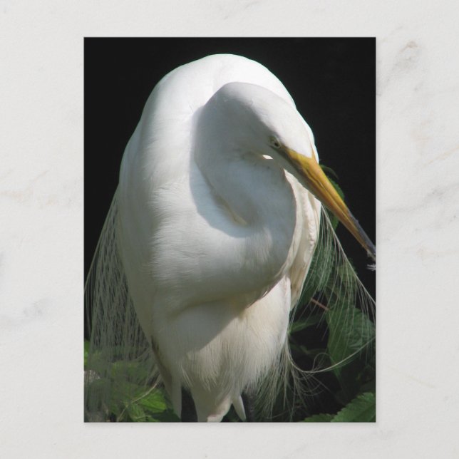 Cartão Postal White Heron (Frente)