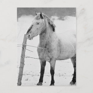 Cartão Postal White Horse Winter