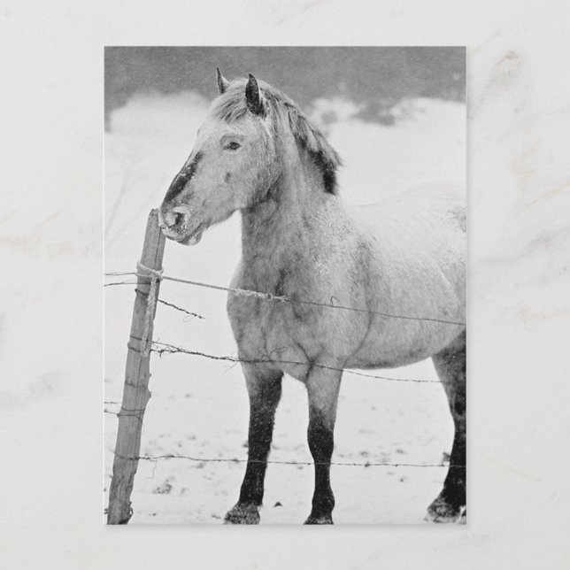 Cartão Postal White Horse Winter (Frente)