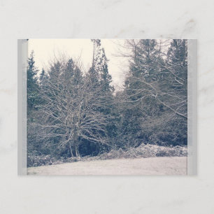 Cartão Postal White inverno