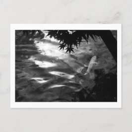 Cartão Postal White Koi: Japão