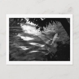 Cartão Postal White Koi: Japão