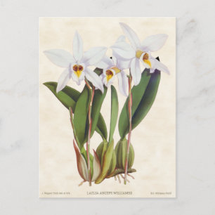Cartão Postal White Laelia Orchid Vintage Botânica