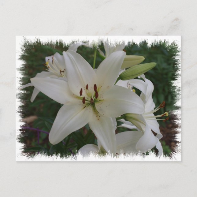Cartão Postal White Lily (Frente)