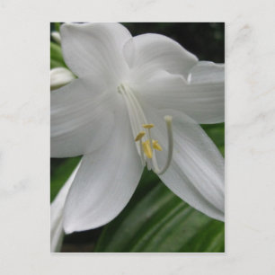 Cartão Postal White Lily