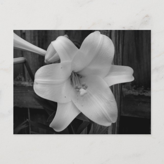 Cartão Postal White Lily (Frente)