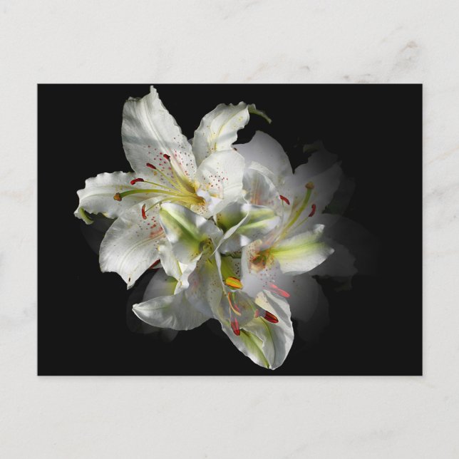 Cartão Postal White Lily Fantasy (Frente)