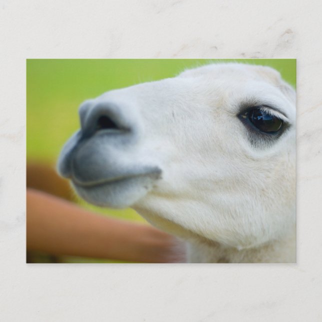 Cartão Postal White Llama (Frente)