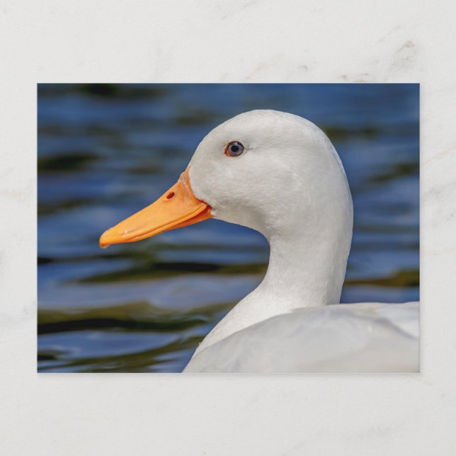 Cartão Postal White Mallard Duck (Frente)