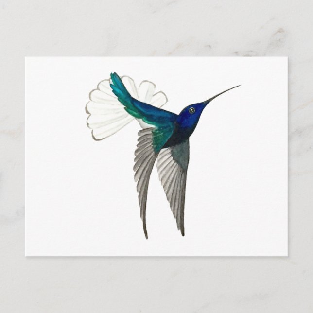 Cartão Postal White-necked Jacobin Hummingbird (Frente)
