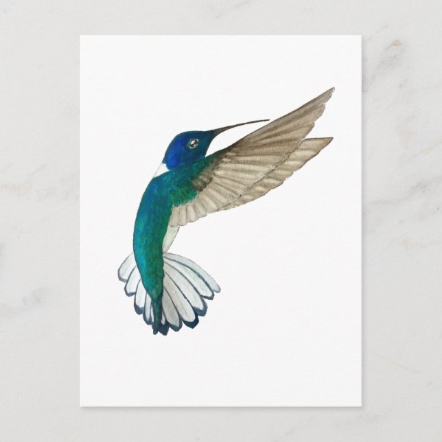 Cartão Postal White-necked Jacobin Hummingbird (Frente)