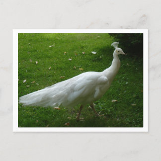 Cartão Postal White Peacock