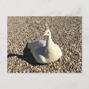 Cartão Postal White Peacock, Idaho