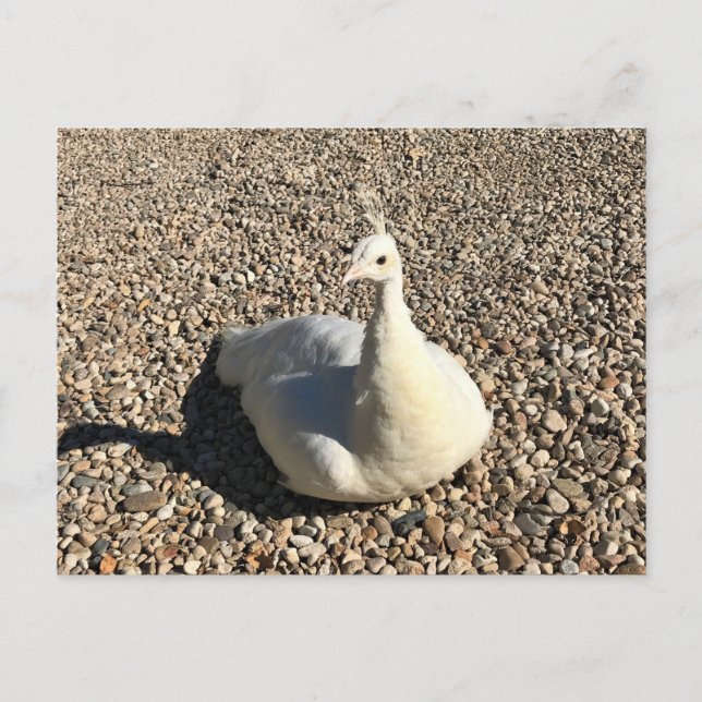 Cartão Postal White Peacock, Idaho (Frente)