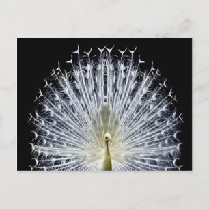 Cartão Postal White Peacock Pavo Animalia