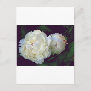 Cartão Postal White Peony