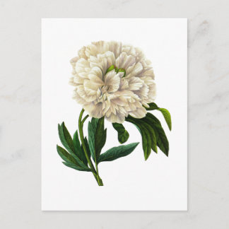 Cartão Postal White Peony Por Pierre Joseph Redoute