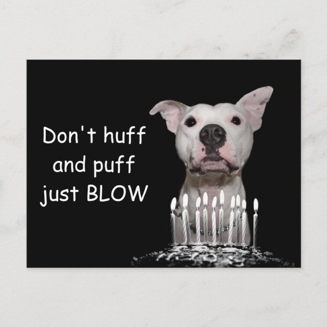 Cartão Postal White Pitbull Birthday (Frente)