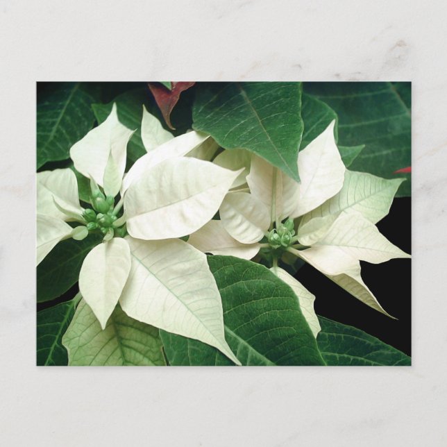 Cartão Postal White Poinsettias (Frente)