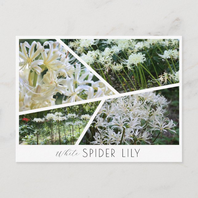 Cartão Postal White Spider Lily (Frente)
