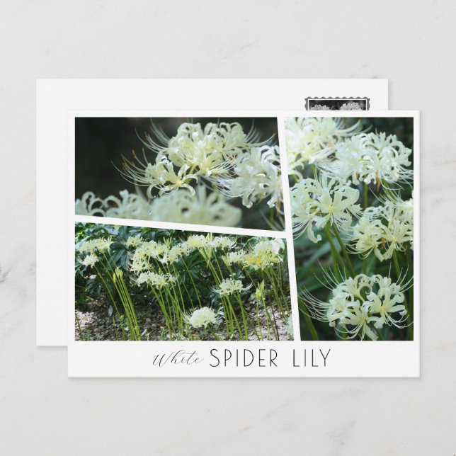 Cartão Postal White Spider Lily (Frente/Verso)