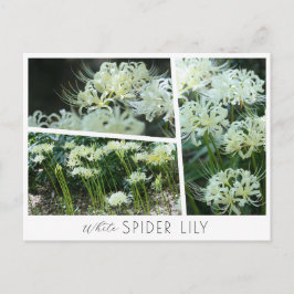 Cartão Postal White Spider Lily