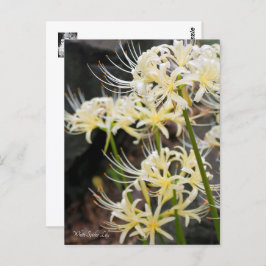 Cartão Postal White Spider Lily