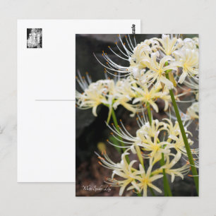 Cartão Postal White Spider Lily