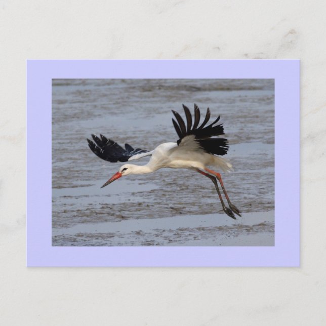 Cartão Postal White Stork (Frente)