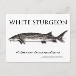 Cartão Postal White Sturgeon-White-Postcard-3D