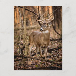 Cartão Postal White Tail Deer Buck