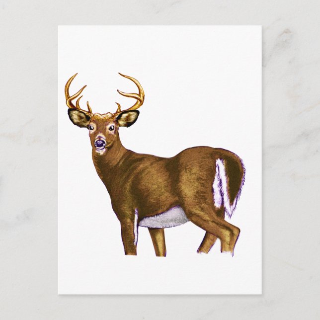Cartão Postal White Tail Deer Buck (Frente)