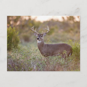 Cartão Postal white-tailed deer (Odocoileus virginianus) male 2