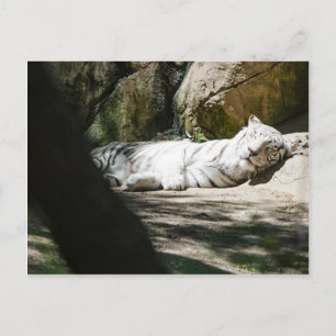 Cartão Postal White Tiger Post Card