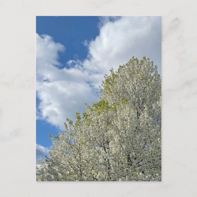 Cartão Postal White Tree Blue Sky Clouds Photo (Frente)