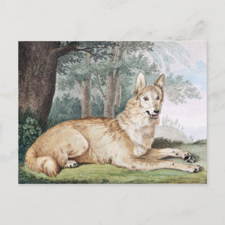 Cartão Postal White Wolf Vintage Art