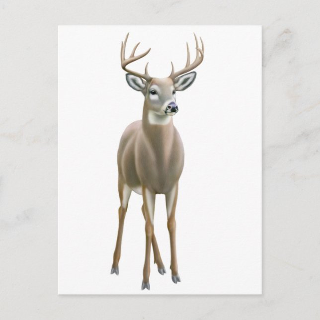 Cartão postal Whitetail Buck (Frente)
