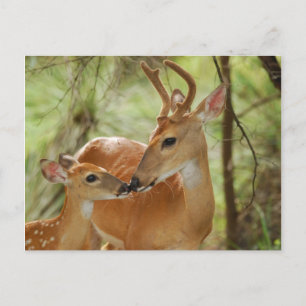 Cartão Postal Whitetail Buck E Fawn Bonding