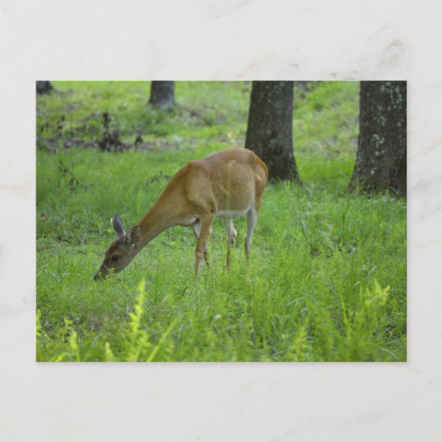 Cartão Postal Whitetail Deer (Frente)