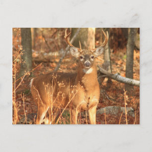 Cartão Postal Whitetail Deer Buck
