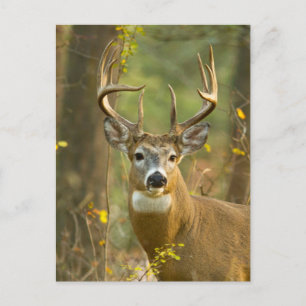 Cartão Postal Whitetail Deer Buck   Whitefish, Montana
